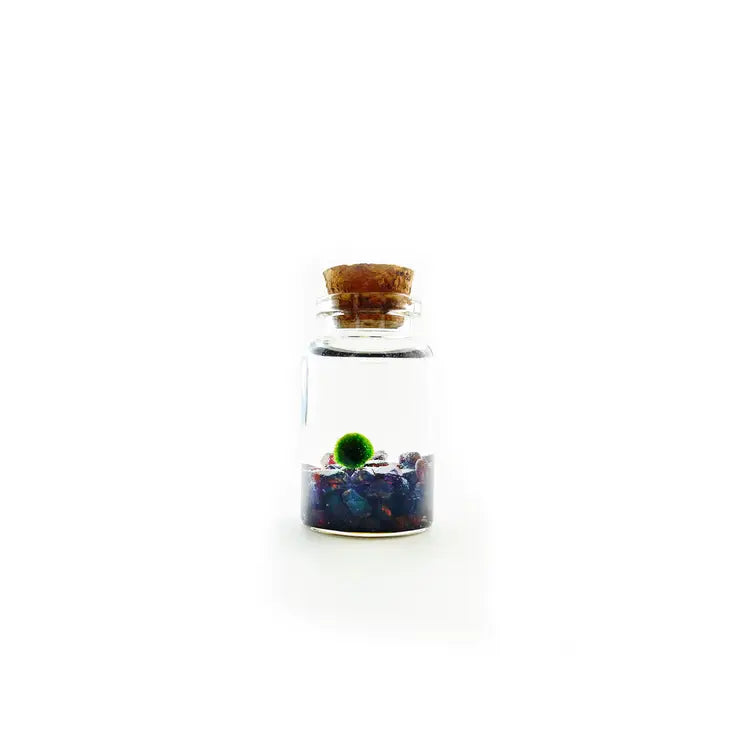 Moss Ball - Tiny