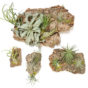 Fully Assembled Air Plant Cork Bark Displays