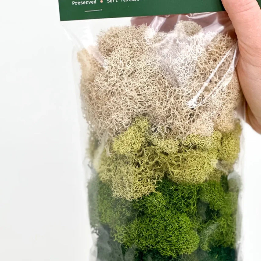 Preserved Reindeer Moss | Moss For Plants and Crafts