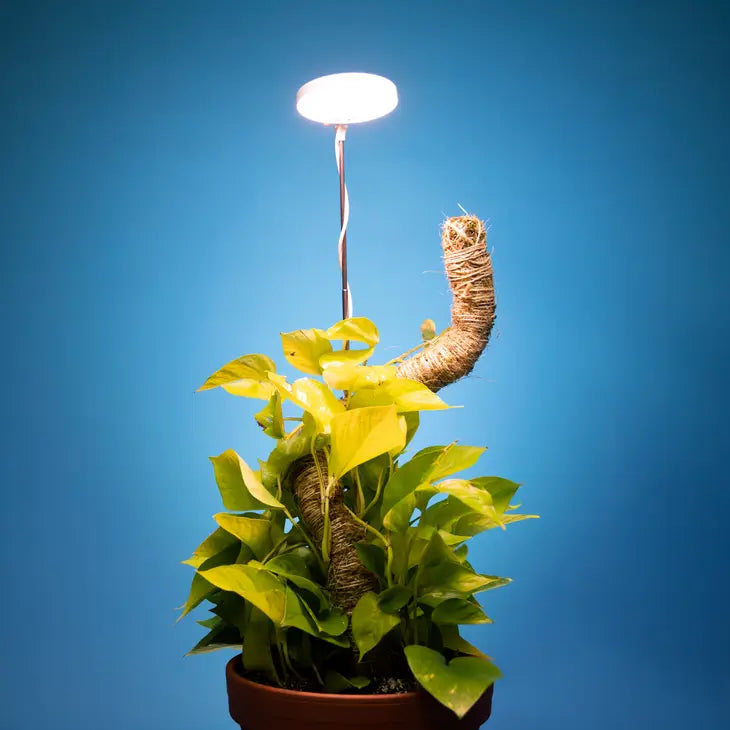 White Adjustable LED Plant Light