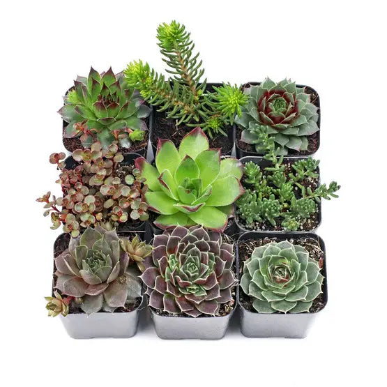 Succulents & Cacti