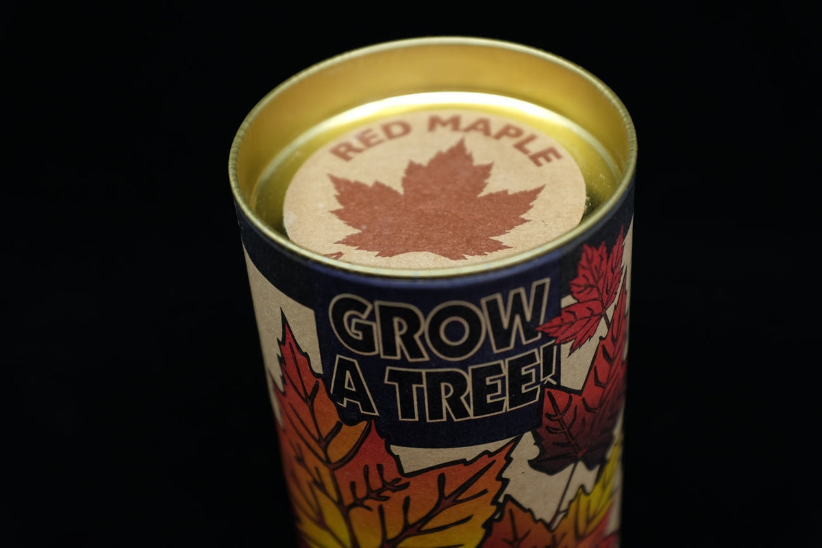 Red Maple Tree  Seed Grow Kit