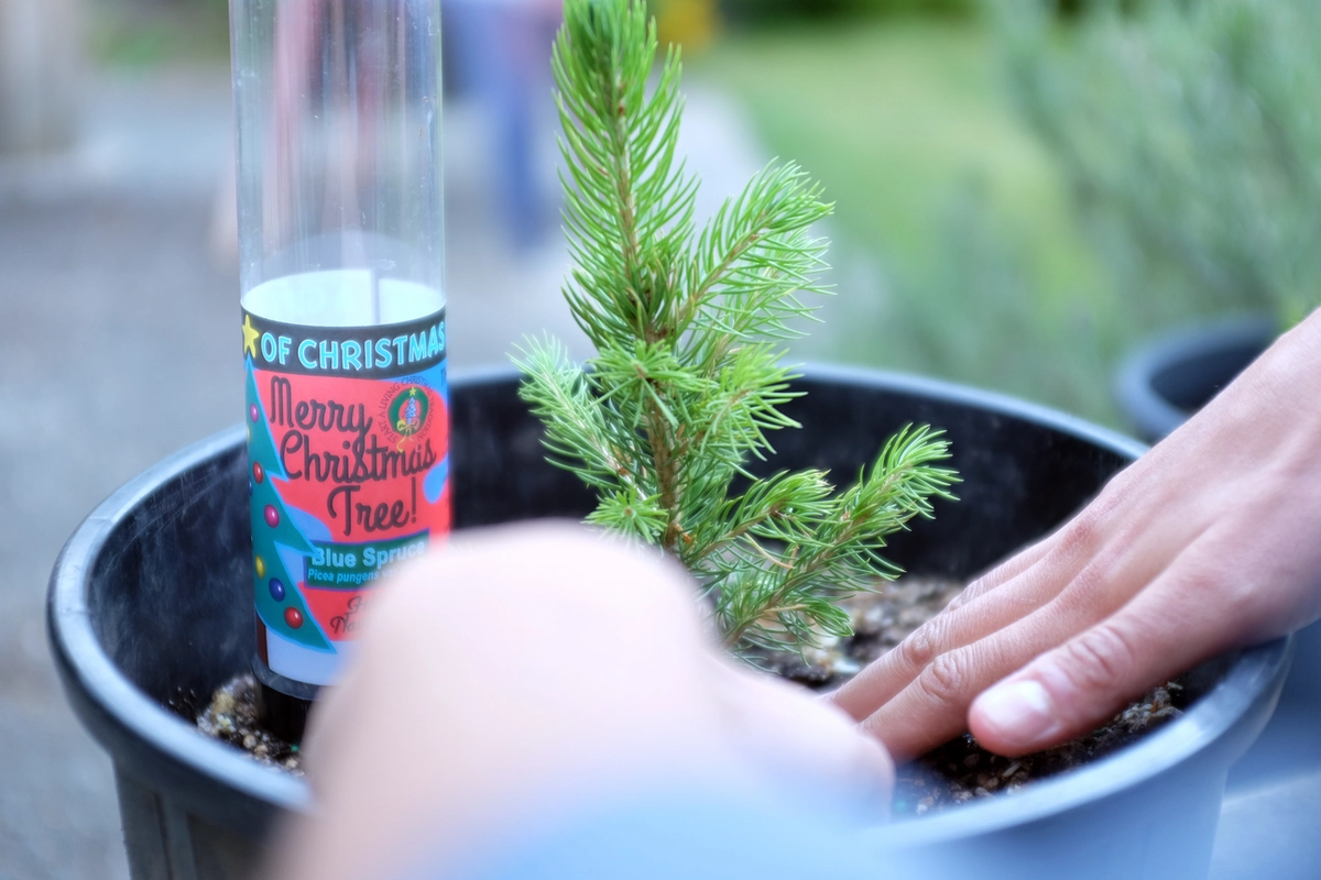 Grow your Own Christmas Tree - Blue Spruce