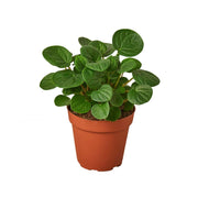 Peperomia "Leap Frog"