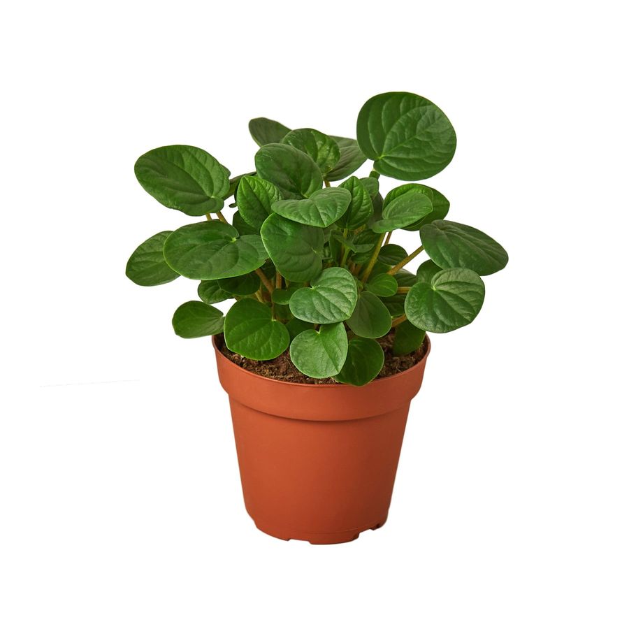 Peperomia "Leap Frog"