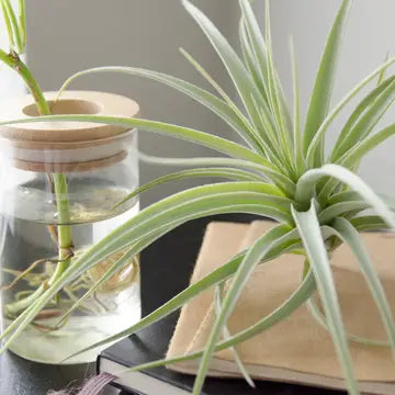 Air Plants