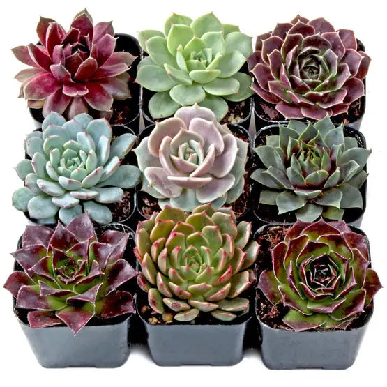 Succulents & Cacti