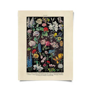 Vintage Botanical Fleurs 2 Flower Print