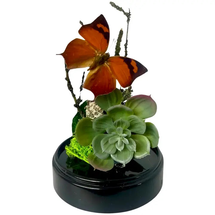 6X4 Inch Butterfly Dome Diorama