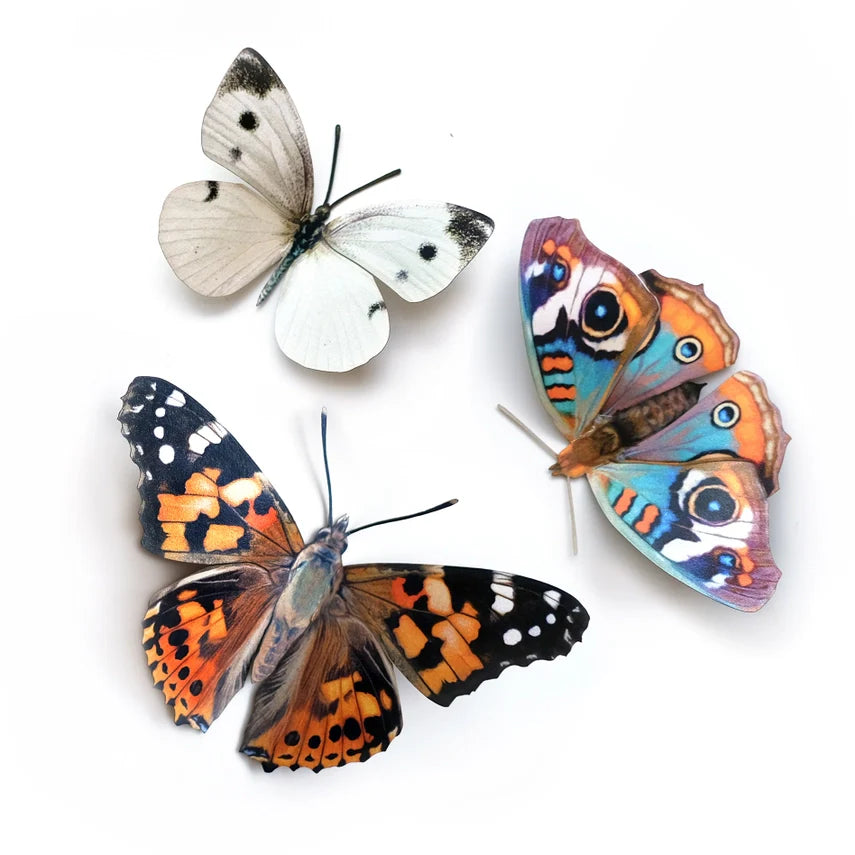 Fine Paper Specimens