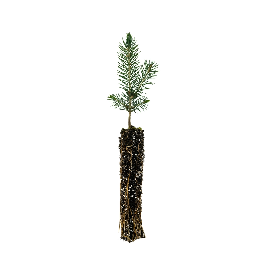 Grow your Own Christmas Tree - Blue Spruce