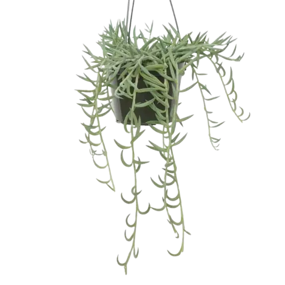 String of Fish Hooks