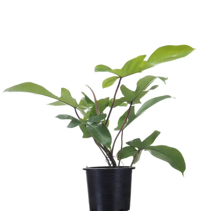 Philodendron squamiferum
