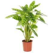 Calathea "Leopardina"