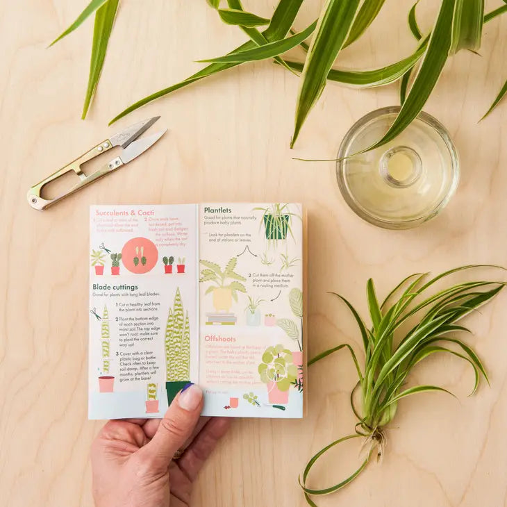 Propagation A Plant Pocket Guide For Houseplant Lovers