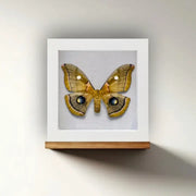 Real Framed Butterfly, 6x6x1 Inch