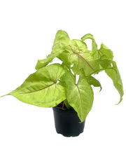 Arrowhead Vine, 'Golden Allusion' (Syngonium podophyllum)