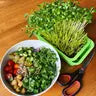 Microgreens Seeds
