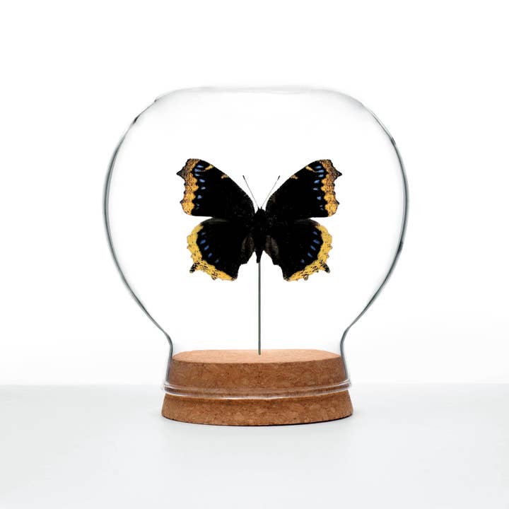 Butterfly Globes
