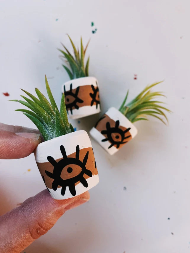 Air Plant + Mini Planter