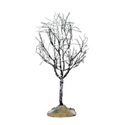 Butternut Tree - 7 inches