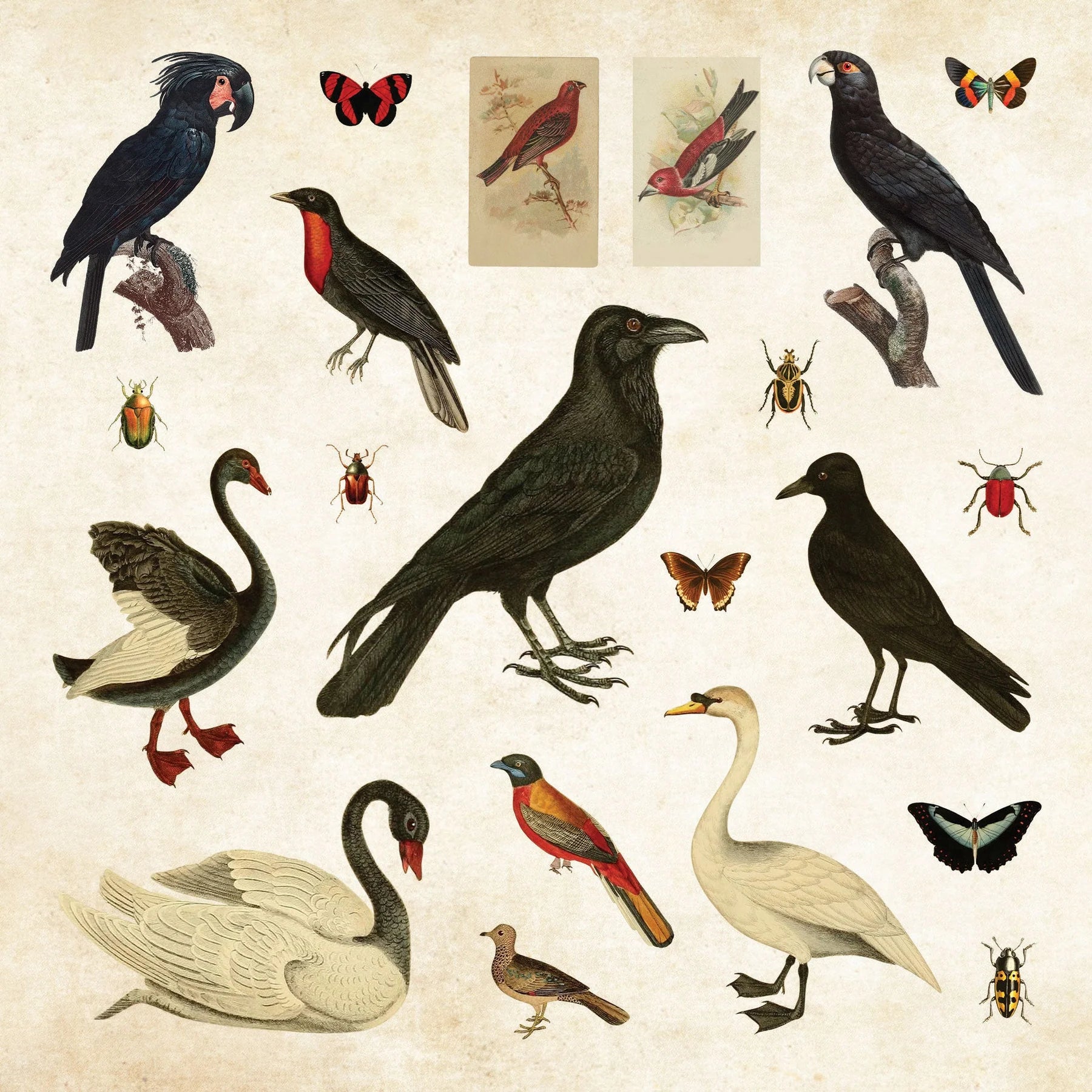 Sticker Book Mystical Ephemera by Homeportonline