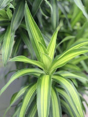 Dracaena 'Song of Jamaica'