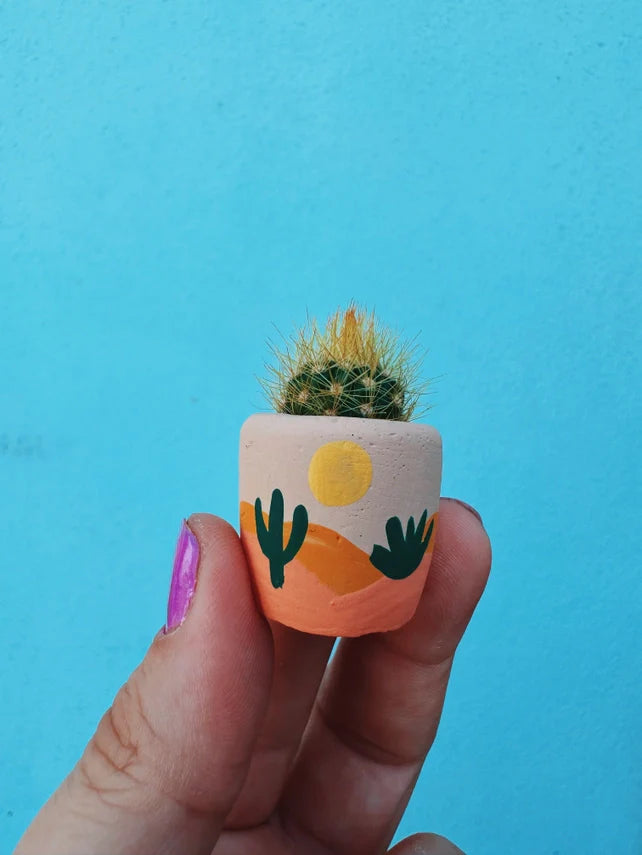 Air Plant + Mini Planter