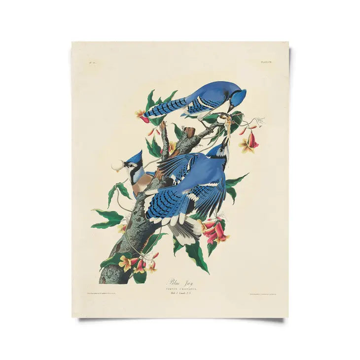 Vintage Audubon Cardinal Bird Print