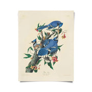Vintage Audubon Blue Jay Bird Print