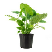 Alocasia "California" (Alocasia odora)