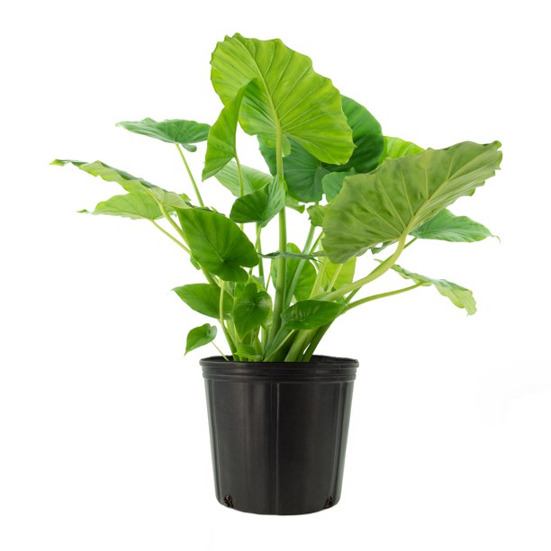 Alocasia "California" (Alocasia odora)