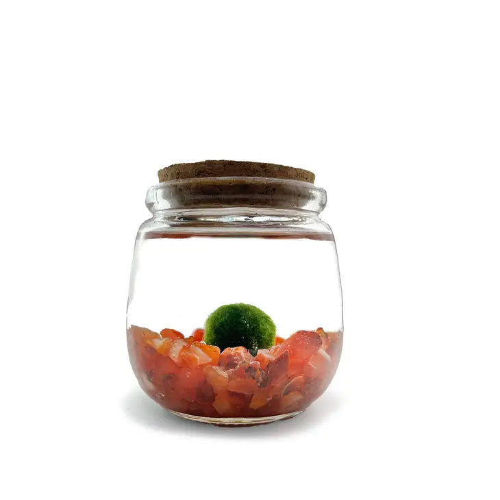 Moss Ball - Medium