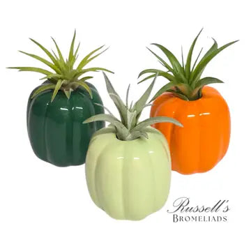 Sale! Fall Air Plant