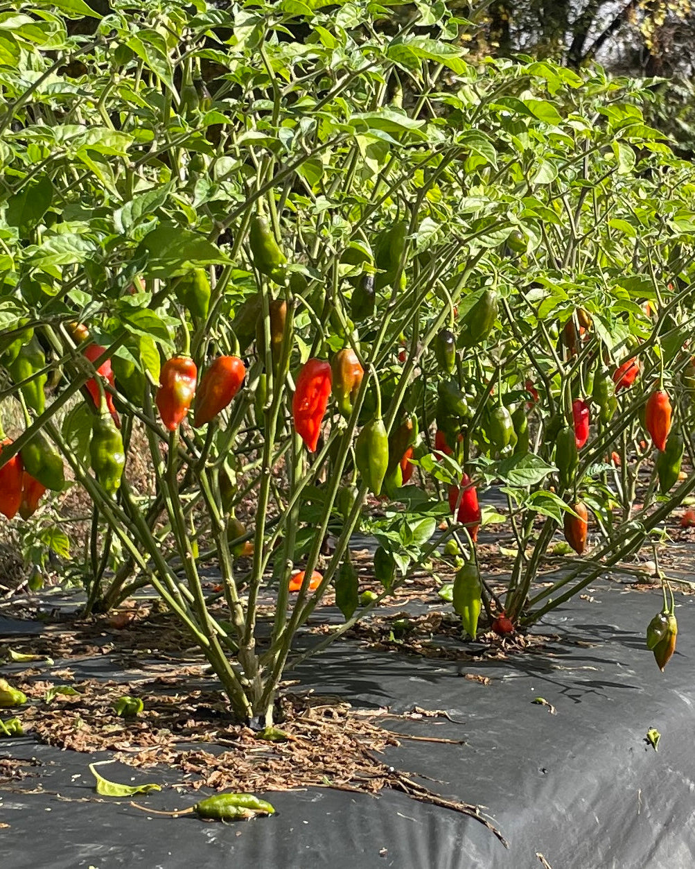 Vermont Habs Hot Sauce by Butterfly Bakery of Vermont