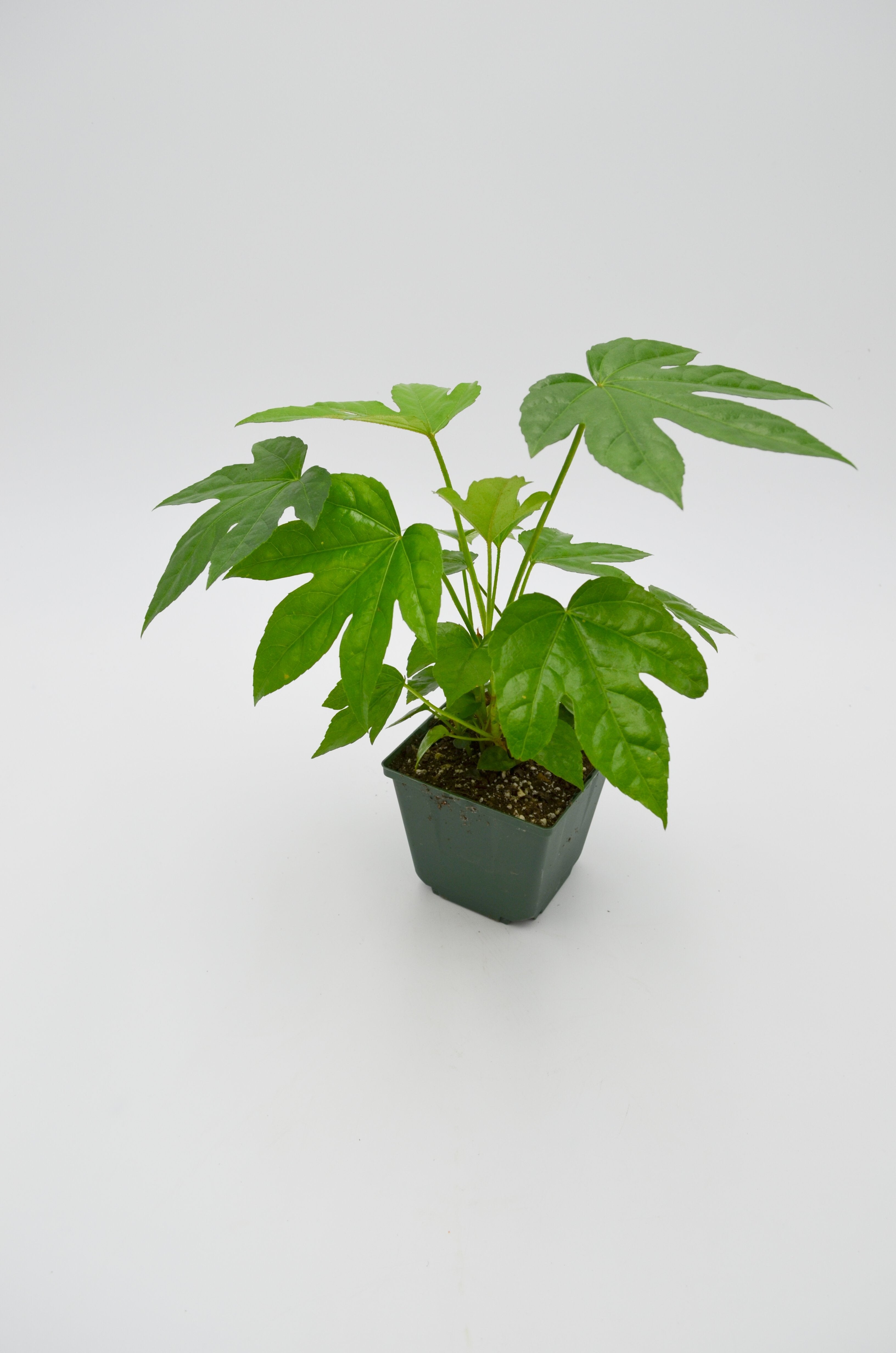 Paper plant (Fatsia japonica)