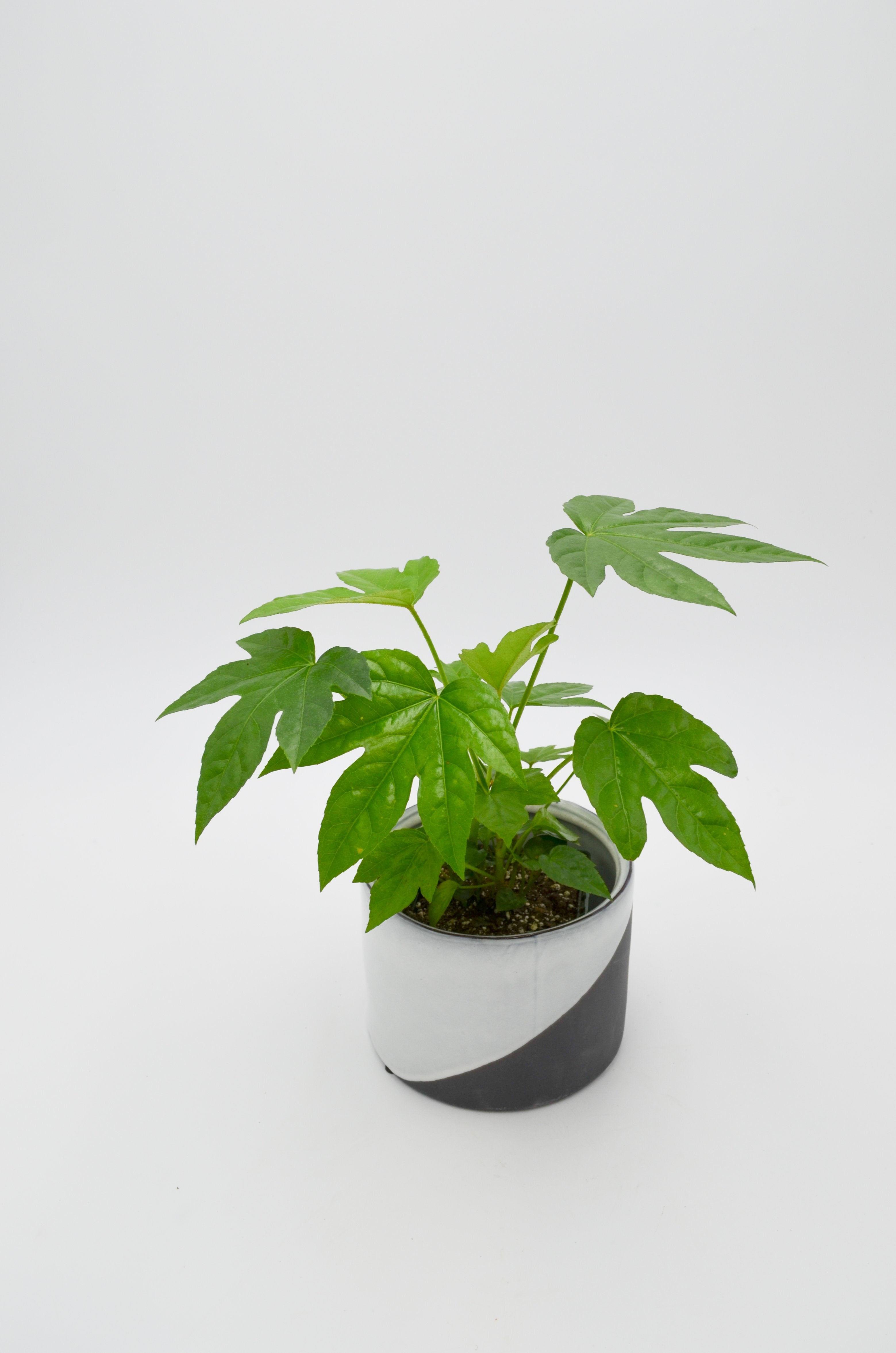 Paper plant (Fatsia japonica)