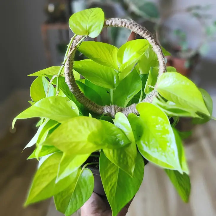 Jute Circle Plant Trellis