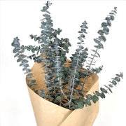 Preserved Baby Eucalyptus Bundle