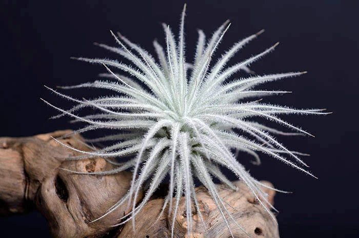 Air Plants