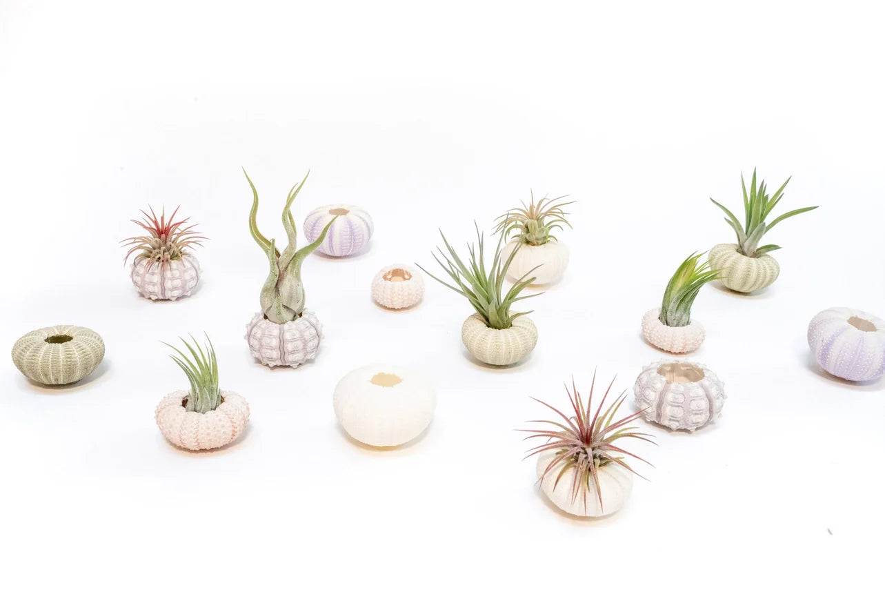 Urchin Shell Variety with Ionantha Air Plant
