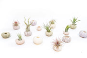 Urchin Shell Variety with Ionantha Air Plant