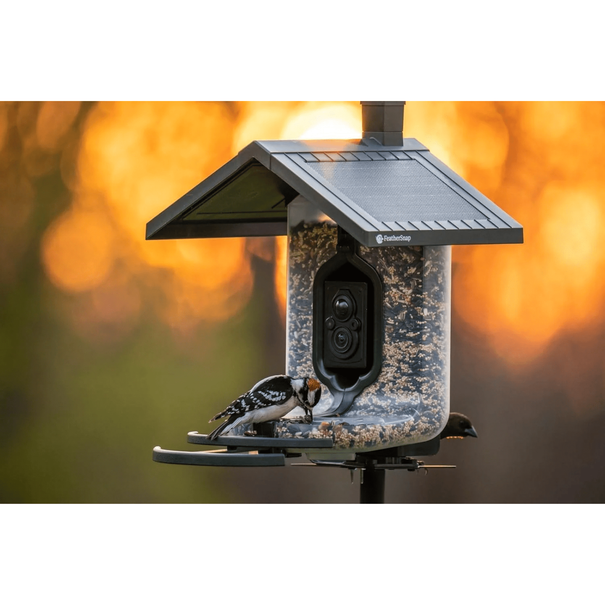 FeatherSnap Scout WiFi Solar Powered Smart Bird Feeder - Green by Lenny's Shoe & Apparel