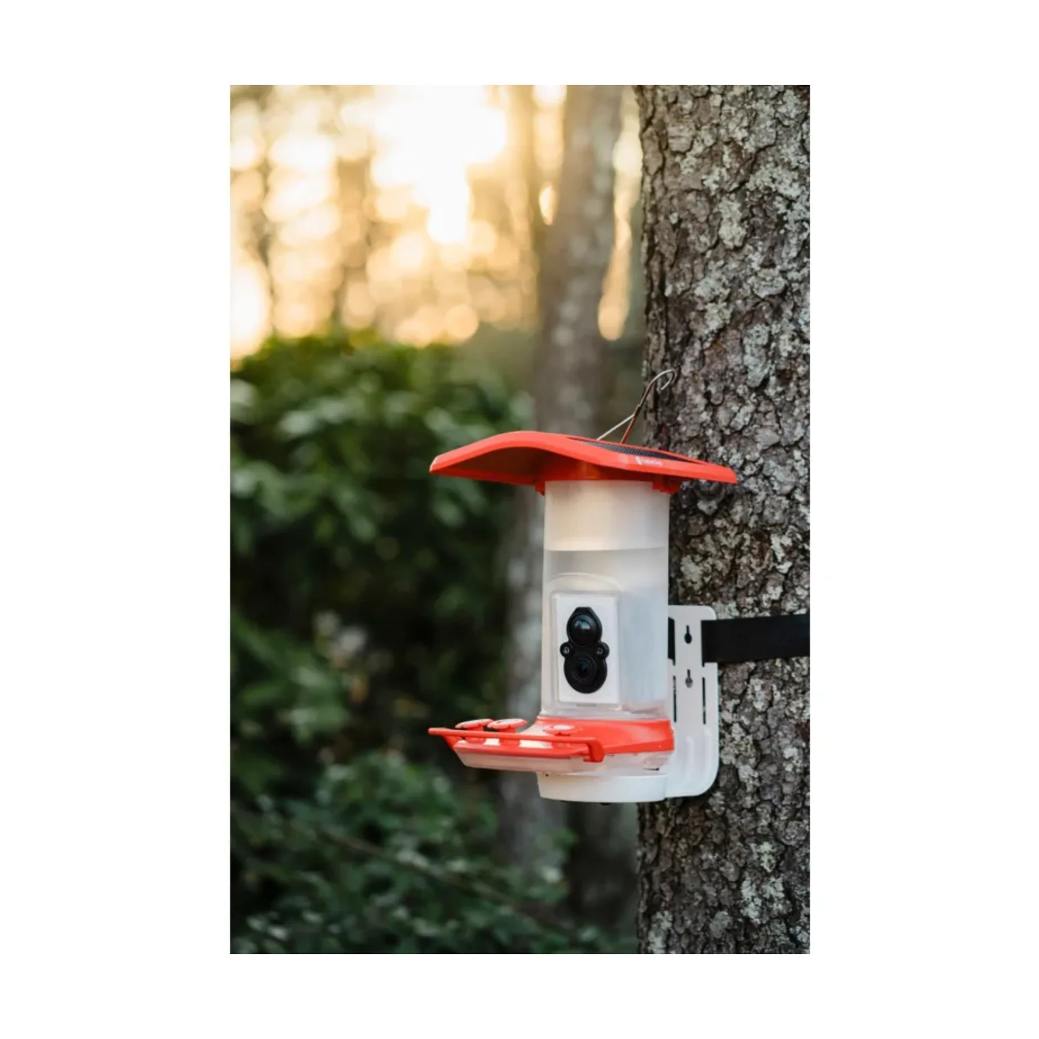 FeatherSnap Smart Hummingbird Feeder - Red by Lenny's Shoe & Apparel