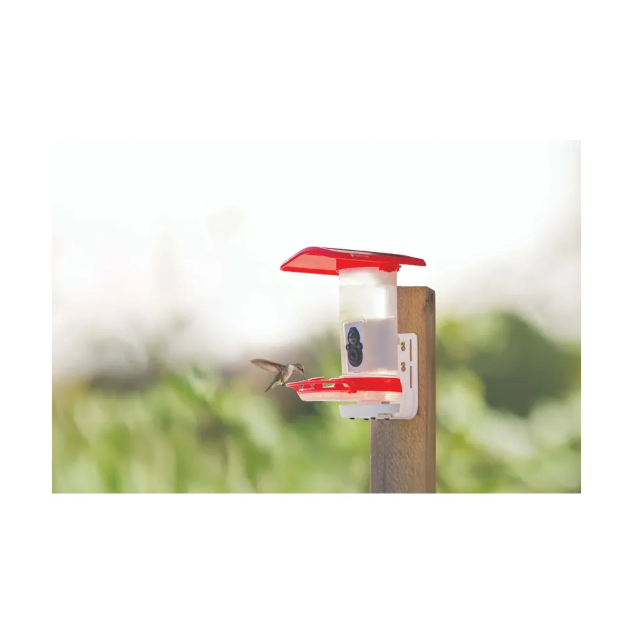 FeatherSnap Smart Hummingbird Feeder - Red by Lenny's Shoe & Apparel