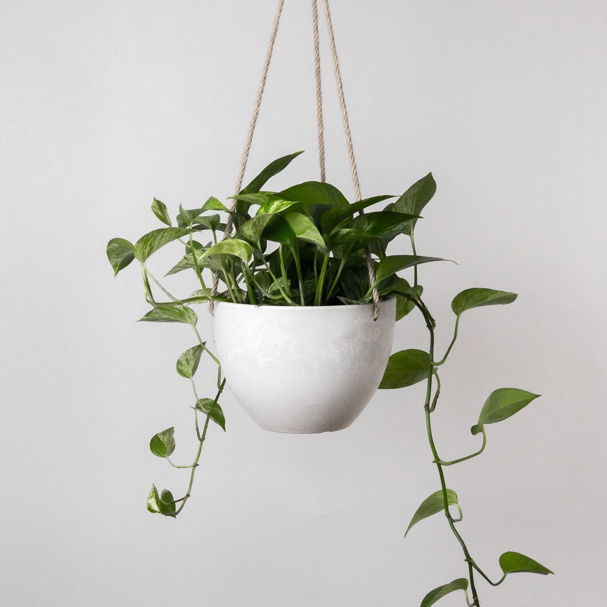 "Stone" Hanging Planter Pot by Wild Lark