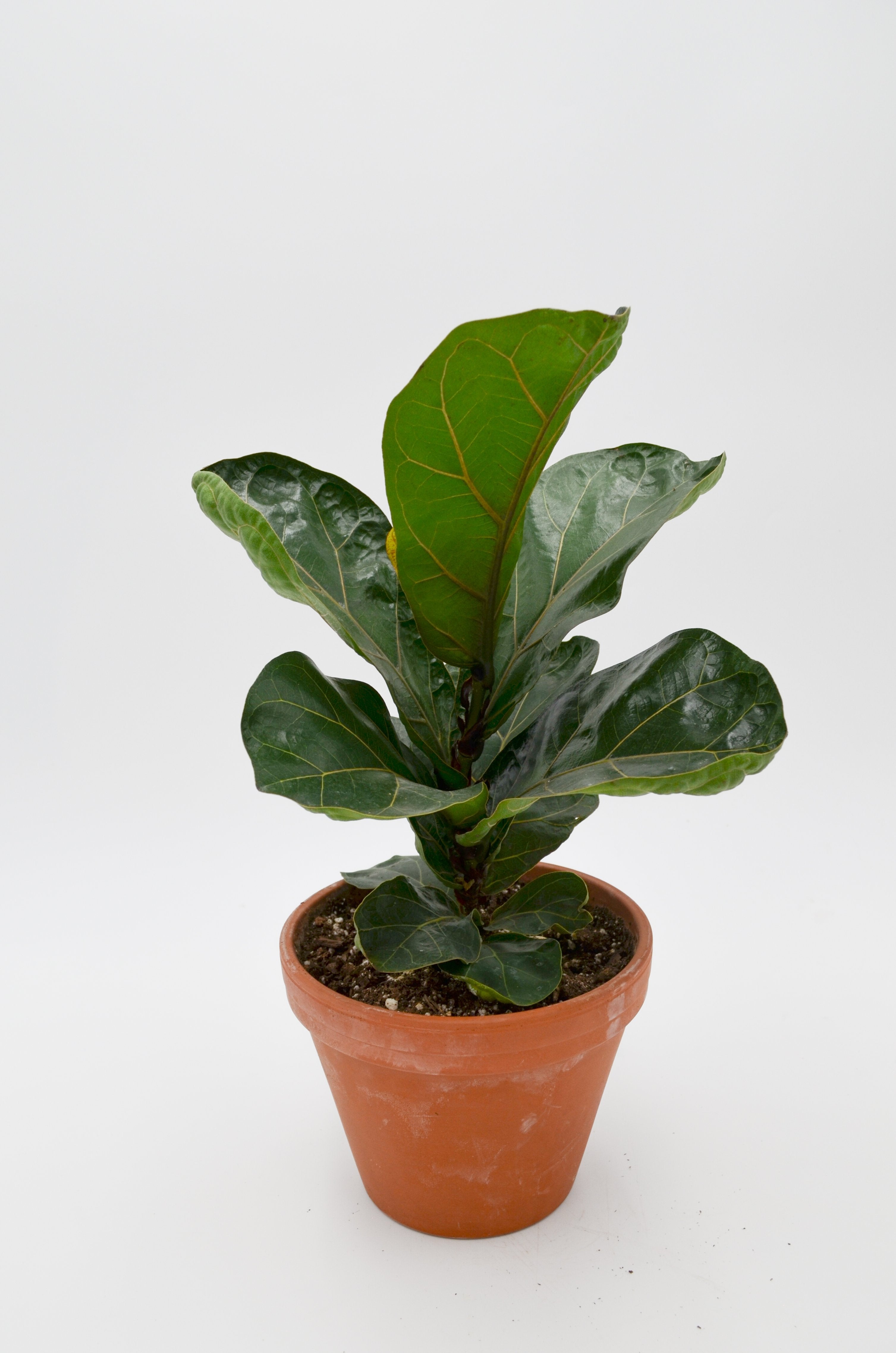 Fiddle-leaf Fig (Ficus lyrata) in Terracotta Pot