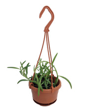Hanging Succulent Basket