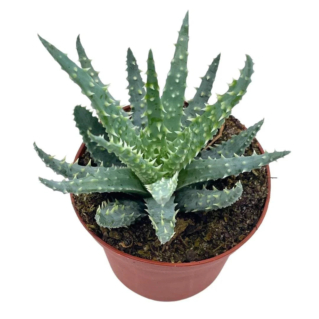 Aloe Hedgehog