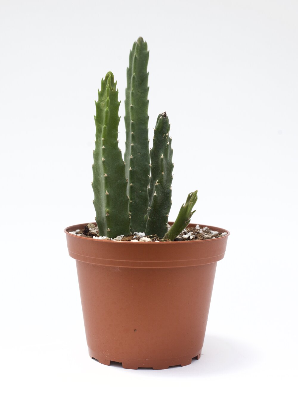 Stapelia Cactus